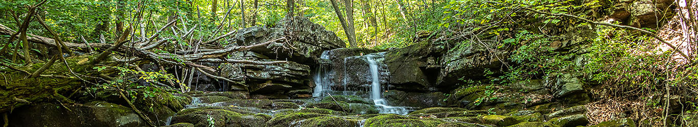 forest waterfall