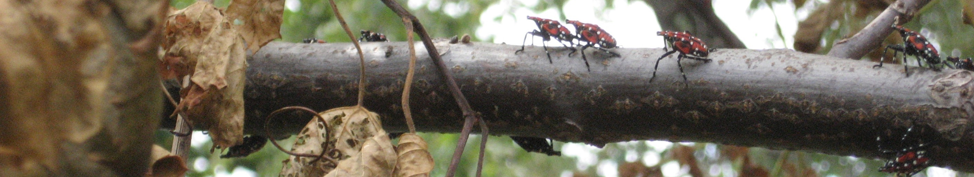 spotted lanternfly moth banner